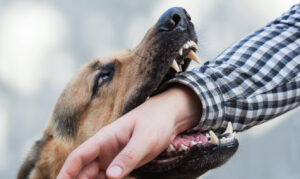 How Schultz & Myers Personal Injury Lawyers Can Help After a Dog Bite in St. Louis