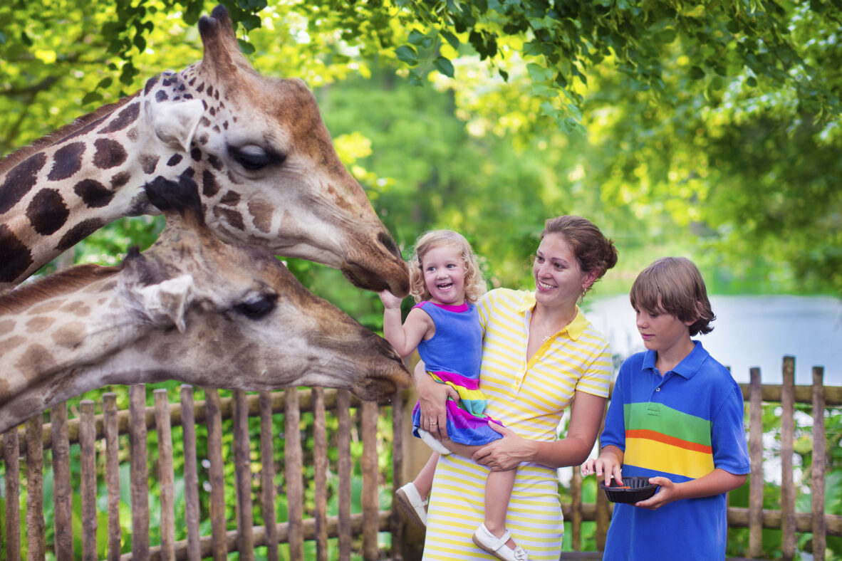 Injuries and Accidents at the Saint Louis Zoo