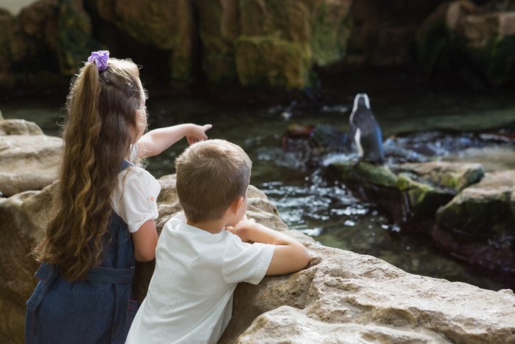 What Should I Do If I Was Injured At the Saint Louis Zoo