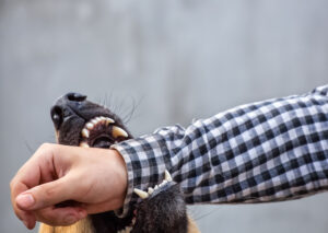 How Schultz & Myers Personal Injury Lawyers Can Help If I Have Suffered Dog Bite Injuries in Creve Coeur